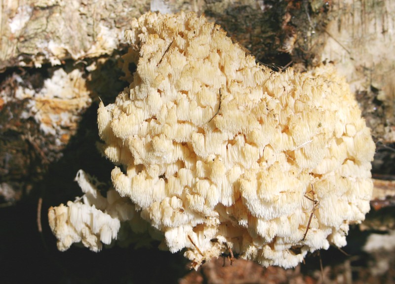 Hericium coralloides?